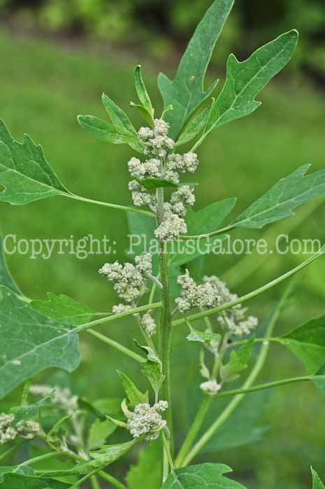 PGC-A-Chenopodium-quinoa-aka-Quinoa-813wd-1