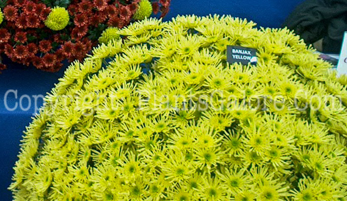 PGC-P-Chrysanthemum-Banjax-Yellow-2010