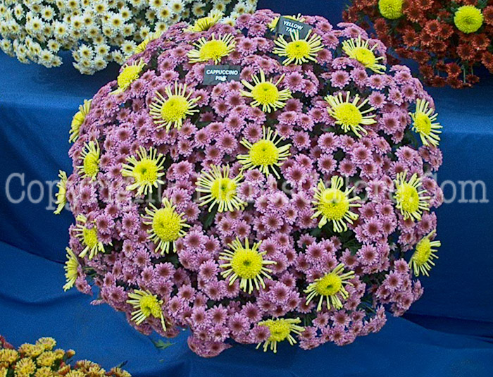 PGC-P-Chrysanthemum-Cappuccino-Pink-Yellow-Tan