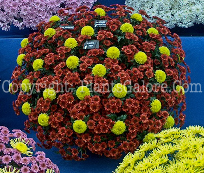 PGC-P-Chrysanthemum-Enjoy-Red-2010