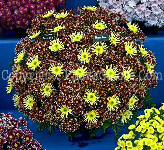 PGC-P-Chrysanthemum-High-Five-Yellow-Brinoco-2010