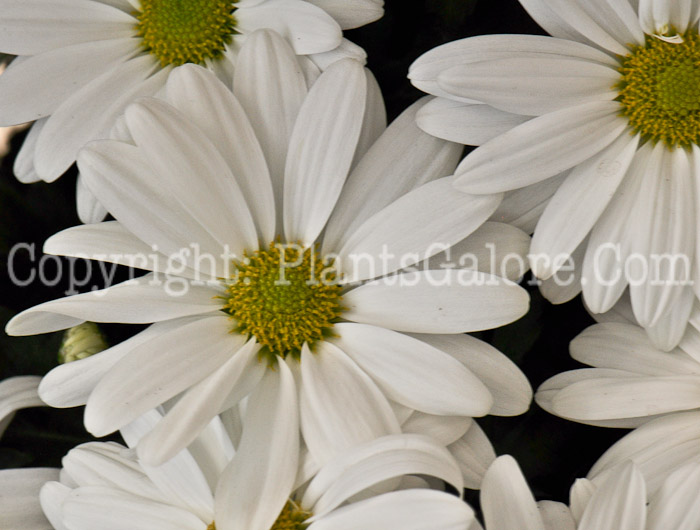 PGC-P-Chrysanthemum-Keepsake-03-2012-2