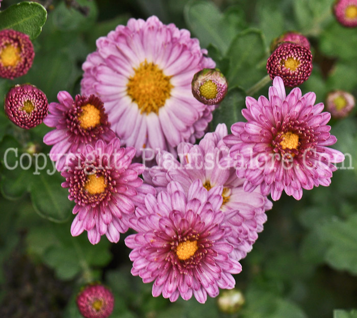 PGC-P-Chrysanthemum-Mei-kyo-msu-2011-1