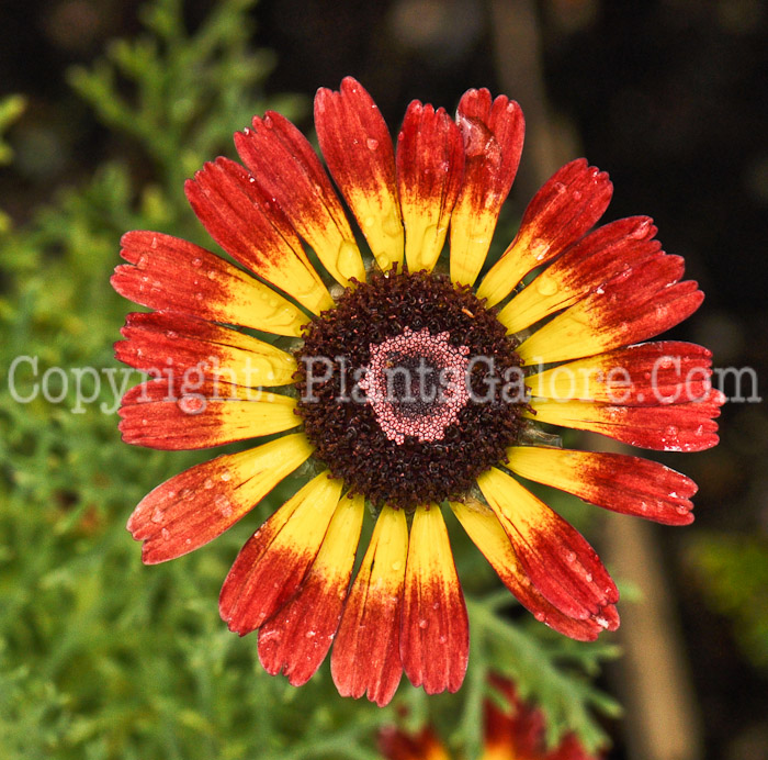 PGC-P-Chrysanthemum-Sunset-02