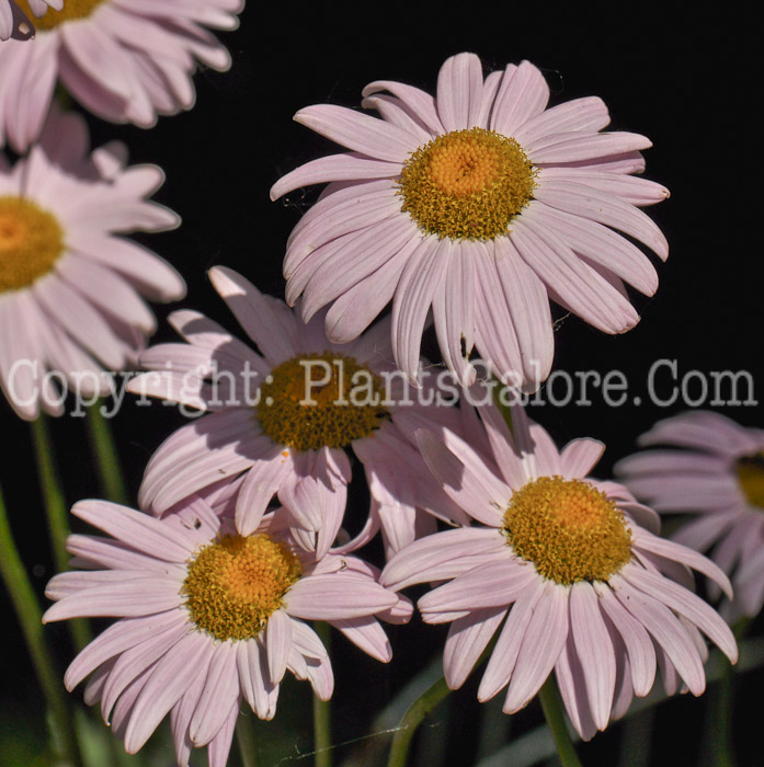 PGC-P-Chrysanthemum-coccineum-aka-Common-Pyrethrum-1