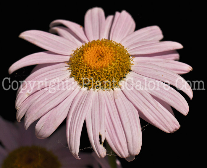 PGC-P-Chrysanthemum-coccineum-aka-Common-Pyrethrum-2