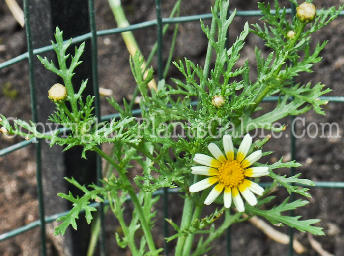 PGC-P-Chrysanthemum-coronarium-aka-Crown-Daisy-1