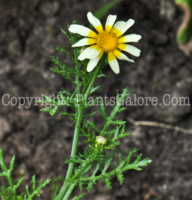 PGC-P-Chrysanthemum-coronarium-aka-Crown-Daisy-2