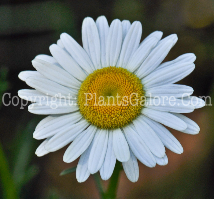 PGC-P-Chrysanthemum-leucanthemum-aka-Ox-Eye-Daisy-1