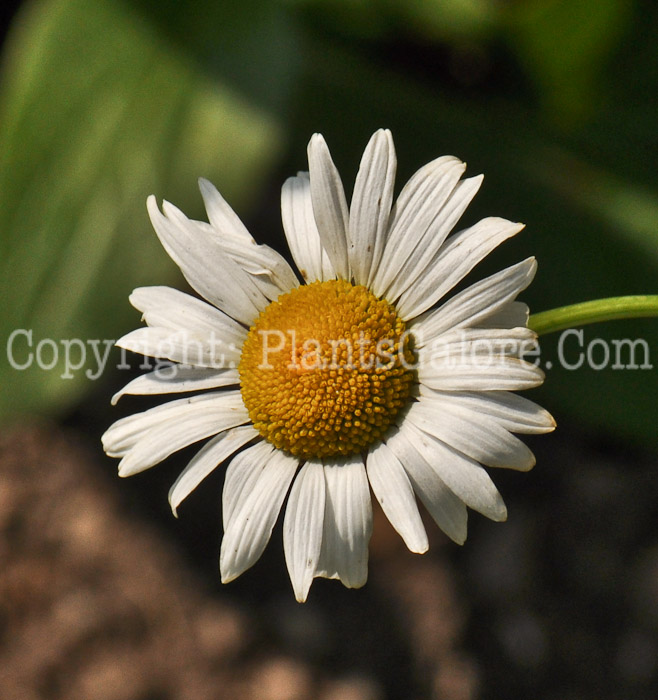 PGC-P-Chrysanthemum-leucanthemum-aka-Ox-Eye-Daisy-3