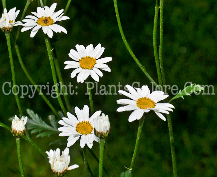 PGC-P-Chrysanthemum-cineranifolium-aka-Dalmatian-Pyrethrum-2012-1-1