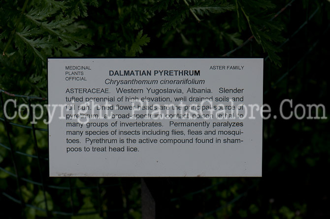 PGC-P-Chrysanthemum-cinerariifolium-aka-Dalmatian-Pyrethrum-0614a-3