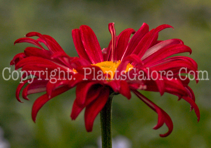 PGC-P-Chrysanthemum-coccineum-Crimson-aka-Pyrethrum-or-Painted-Daisy-1