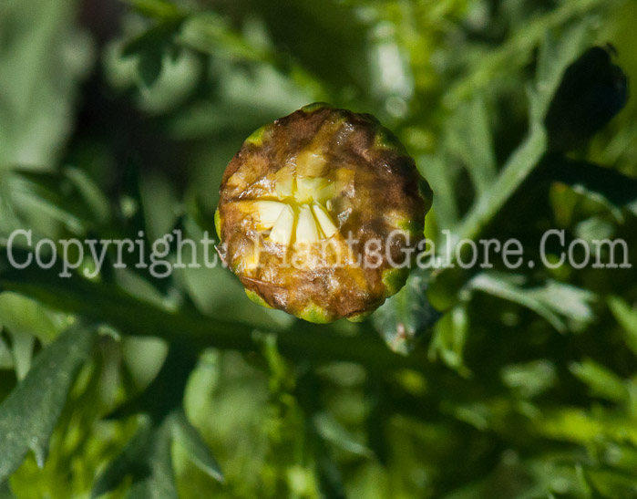 PGC-P-Chrysanthemum-coronarium-aka-Crown-Daisy-1013p-3