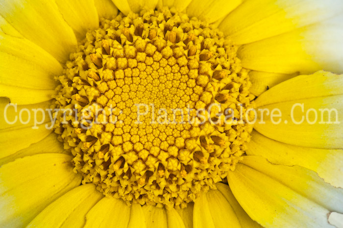 PGC-P-Chrysanthemum-coronarium-aka-Crown-Daisy-1013w-4