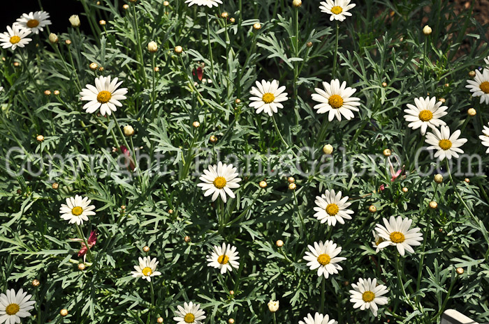 PGC-P-Chrysanthemum-frutescens-2011-01