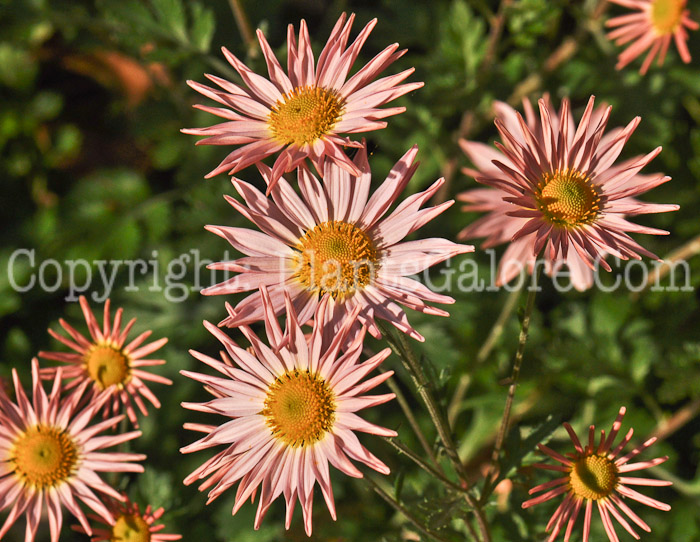PGC-P-Chrysanthemum-x-morifolium-593x-2010-002