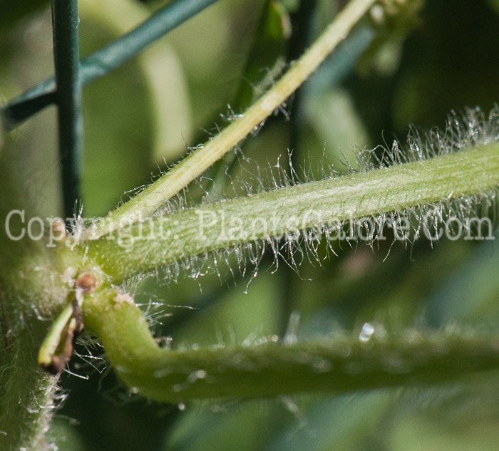 PGC-V-Citrullus-lanatus-aka-Watermelon-1013p-1