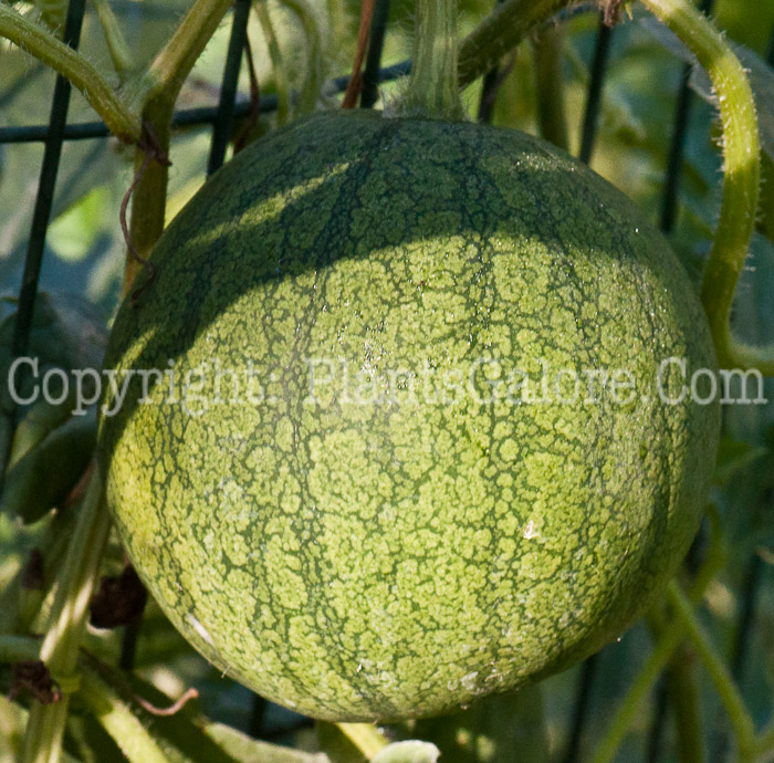 PGC-V-Citrullus-lanatus-aka-Watrmelon-1013p-1
