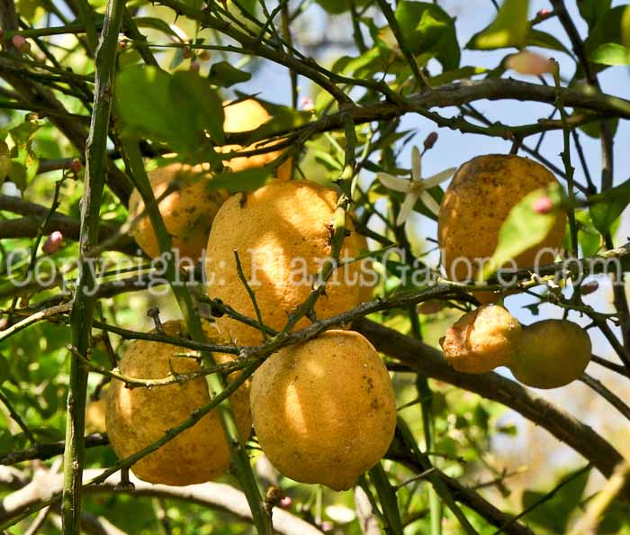 PGC-T-Citrus-limon-Bearss-aka-Lemon-Tree-4