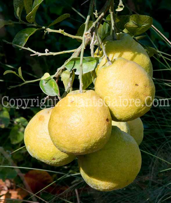 PGC-T-Citrus-limon-Sambukan-aka-Sambukan-Lemon-0114-1