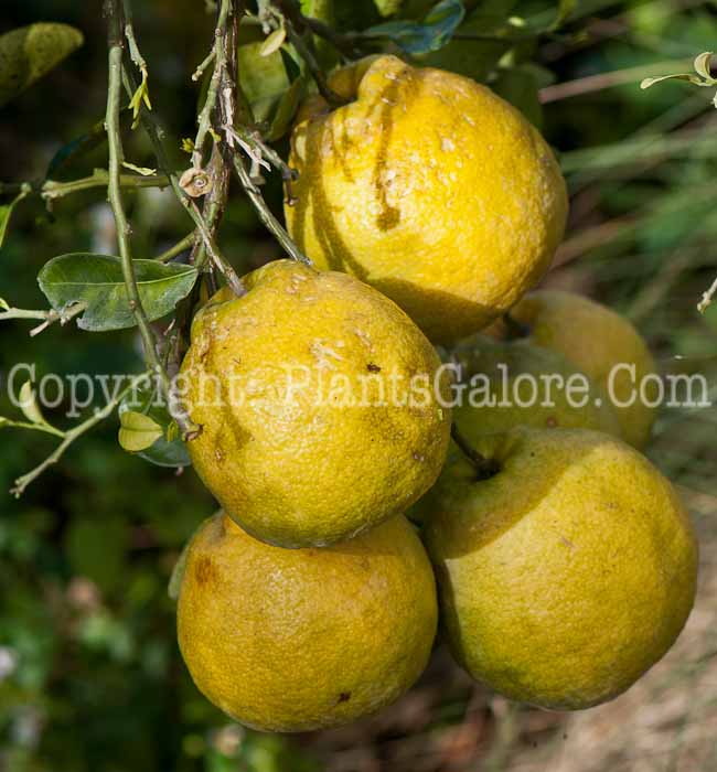 PGC-T-Citrus-limon-Sambukan-aka-Sambukan-Lemon-0214-1