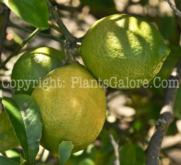 PGC-T-Citrus-meyeri-aka-Meyer-Lemon-fruit-1