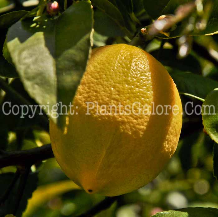 PGC-T-Citrus-meyeri-aka-Meyer-Lemon-fruit-2