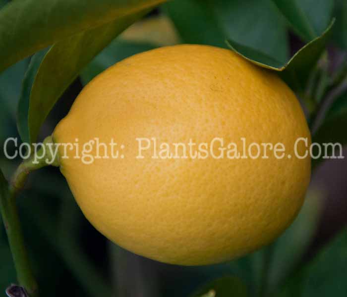 PGC-T-Citrus-meyeri-aka-Meyer-Lemon-fruit-5