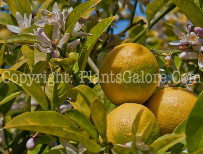 PGC-T-Citrus-meyeri-aka-Meyer-Lemon-fruit-6