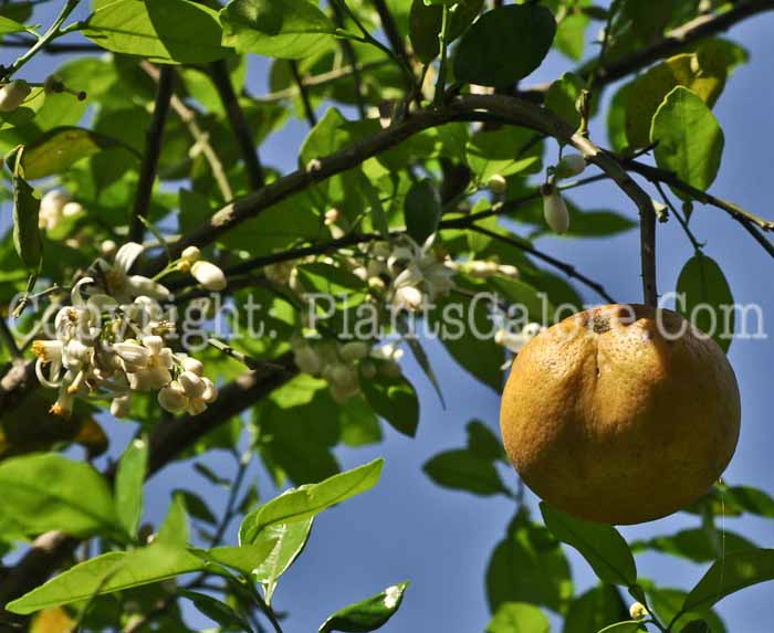 PGC-T-Citrus-paradisi-Duncan-aka-White-Grapefruit-1