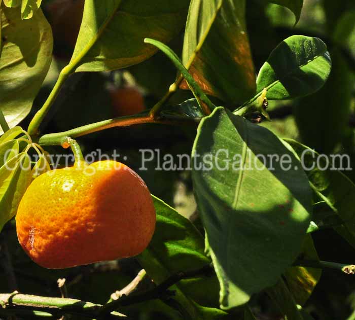 PGC-T-Citrus-reticulata-aka-Mandarin-Orange-0513-2