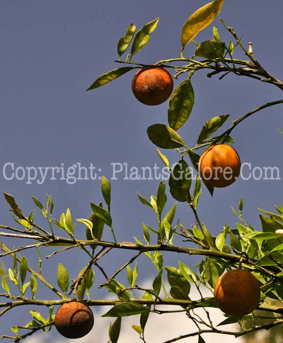 PGC-T-Citrus-sinensis-Hamlin-aka-Hamlin-Orange-2