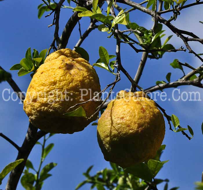 PGC-T-Citrus-sulcata-aka-Sanbokan-Lemon-1