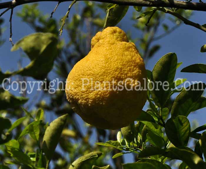 PGC-T-Citrus-sulcata-aka-Sanbokan-Lemon-3