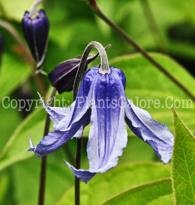 PGC-V-Clematis-integrifolia-Lake-Baikal-2010-2