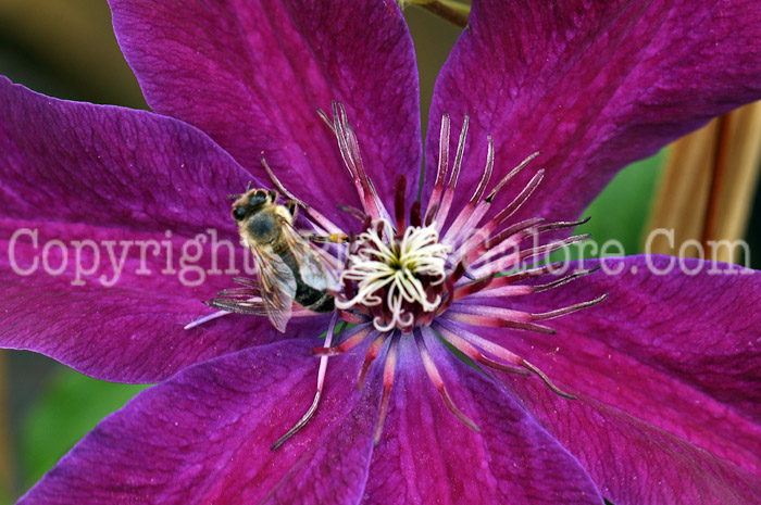 PGC-V-Clematis-kivihu-Huvi-2010-05