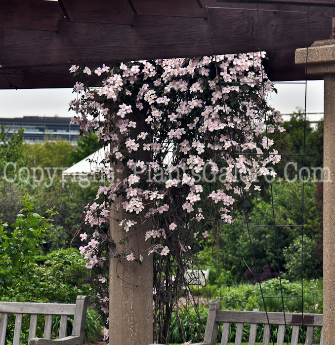 PGC-V-Clematis-montana-2011-09