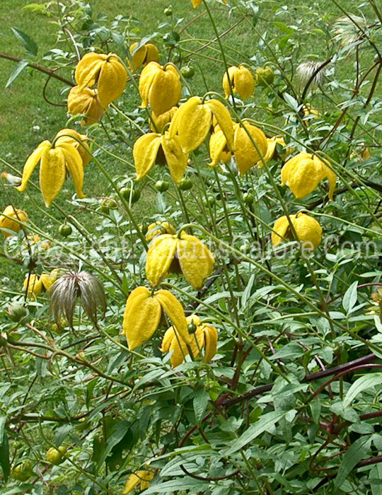PGC-V-Clematis-tanguitica-Lamdon-Park-2010-02