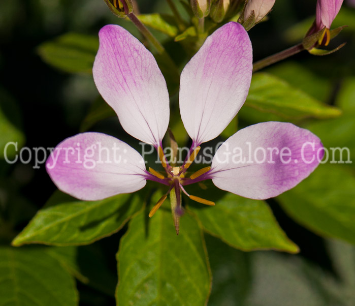 PGC-A-Cleome-Clio-Magenta-0514-1