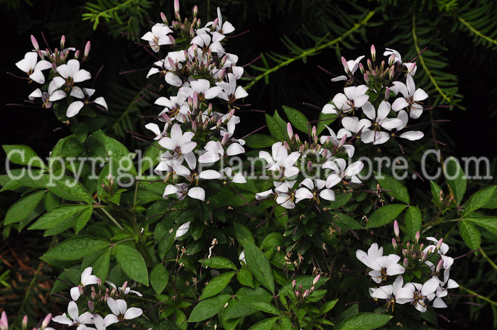 PGC-A-Cleome-Seniorita-Blanca-613-2