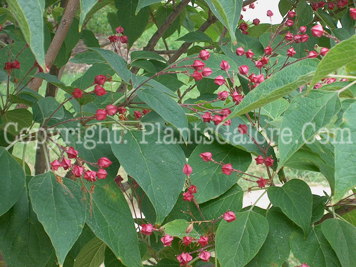 PGC-S-Clerodendrum-trichotomum-var-fargesii-2010-03