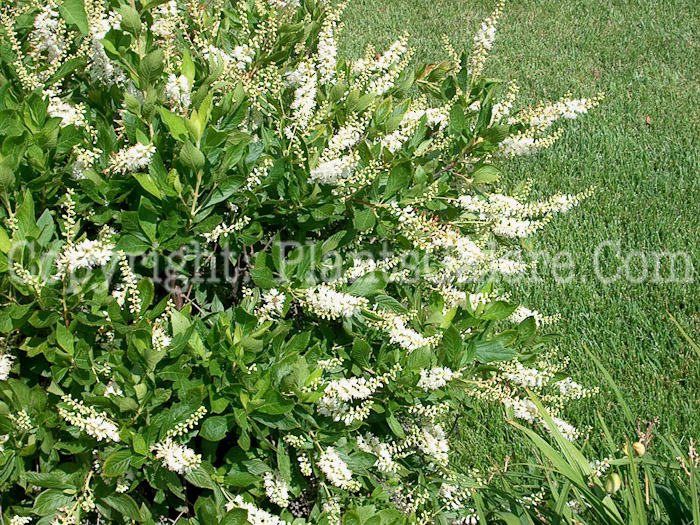 PGC-S-Clethra-alnifolia-aka-Summersweet-1