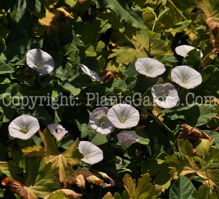 PGC-V-Convolvulus-arvensis-aka-Field-Bindweed-2