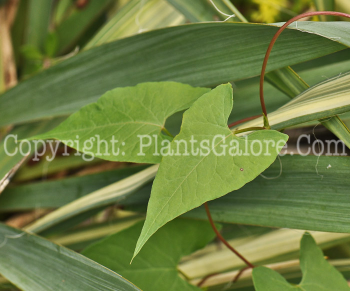 PGC-V-Convolvulus-arvensis-aka-Field-Bindweed-3