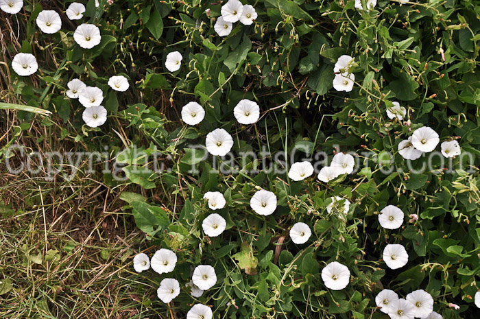 PGC-V-Convolvulus-arvensis-aka-Field-Bindweed-4