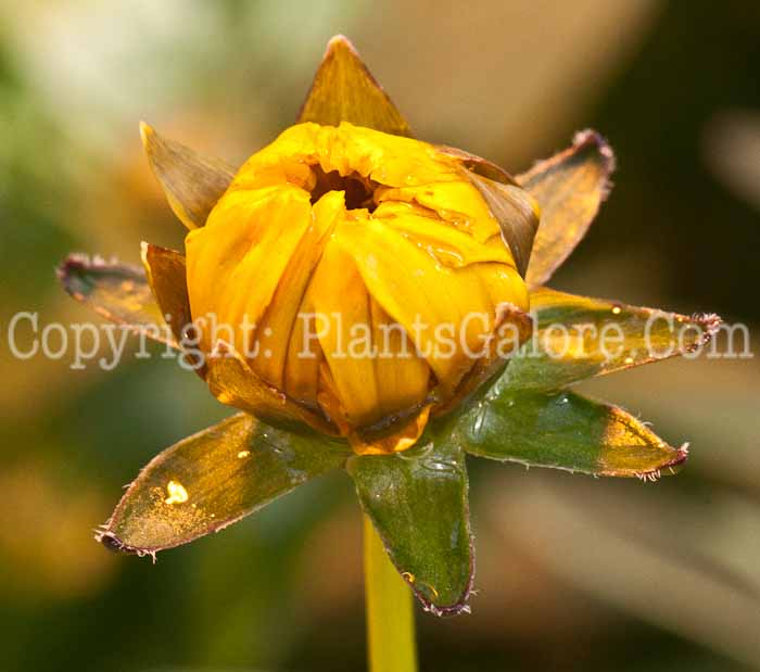 PGC-P-Coreopsis-grandiflora-Corey-Yellow-aka-Tickseed-0514c-2