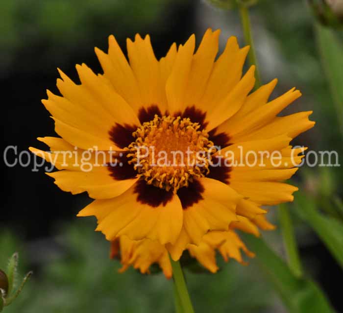 PGC-P-Coreopsis-grandiflora-Sunfire-05-2012-1