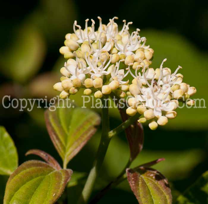 PGC-S-Cornus-alternifolia-aka-Alternate-Leaved-Dogwood-flower-1