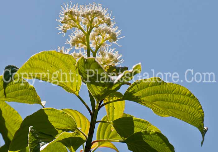 PGC-S-Cornus-alternifolia-aka-Alternate-Leaved-Dogwood-flower-2